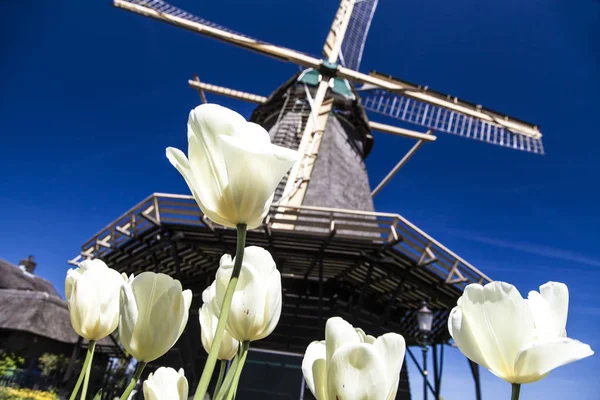 Watermill Hollandalı peyzaj
