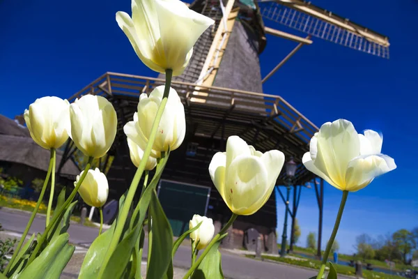 Watermill Hollandalı peyzaj