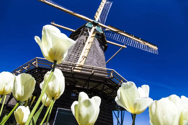Watermill Hollandalı peyzaj