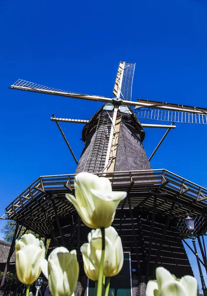 Watermill Hollandalı peyzaj