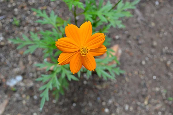 Güzel çift Marigold Çiçeği açıyor