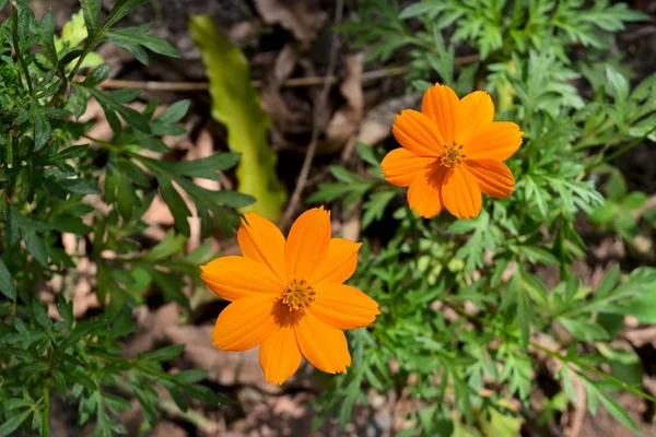 Güzel çift Marigold Çiçeği açıyor