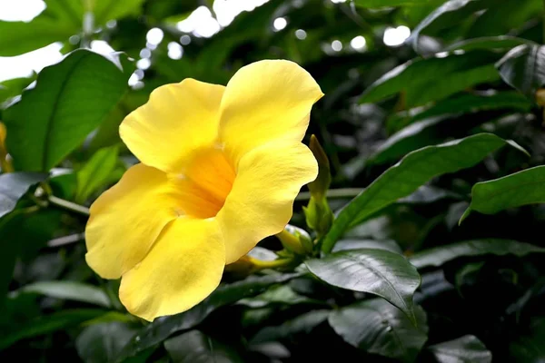 Flores Amarillas Allamanda Que Calman Corazón — Foto de Stock