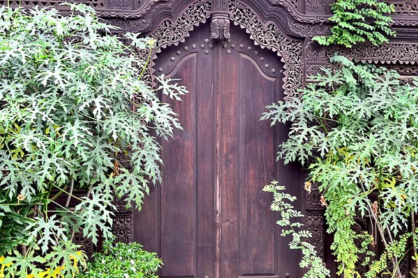 Cassava Tree Gebyok Door Specific Desain Indonesian — Stock Photo, Image