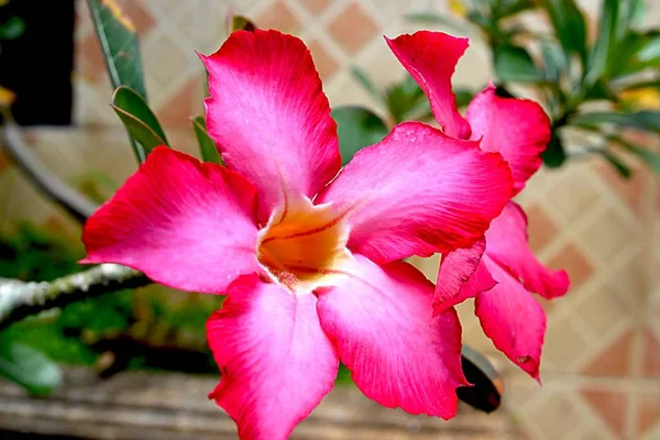 Pink Mandeville Flower Bloom — Stock Photo, Image