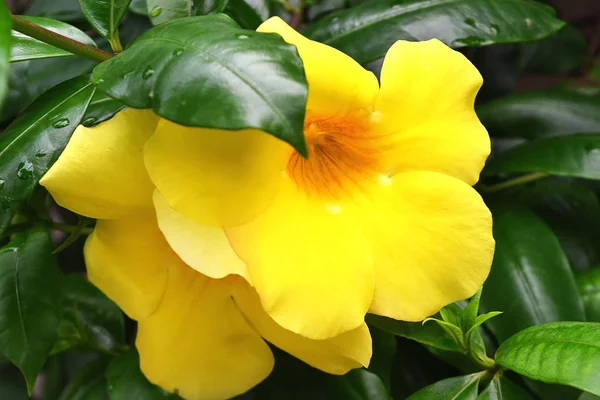 Rahatlatıcı çiçek allamanda 'nın güzelliği