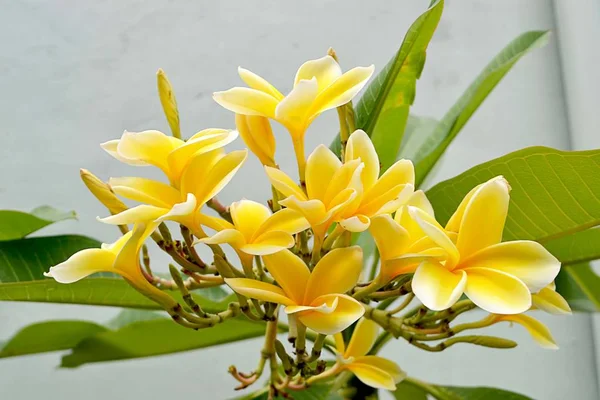 Beuty Flor Champaca Que Están Floreciendo — Foto de Stock