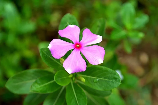 Vinca Fleur Qui Fleurit Semble Mignon Fleur — Photo