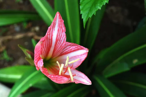 Amaryllis tomurcukları güzel bir çiçeğe dönüşecek.