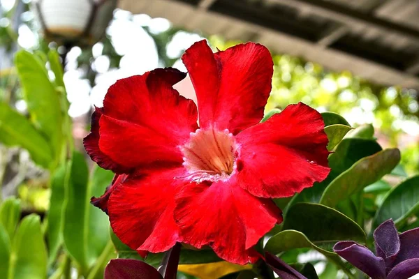 Les Fleurs Mandeville Sont Très Charmantes Dans Cour Maison — Photo