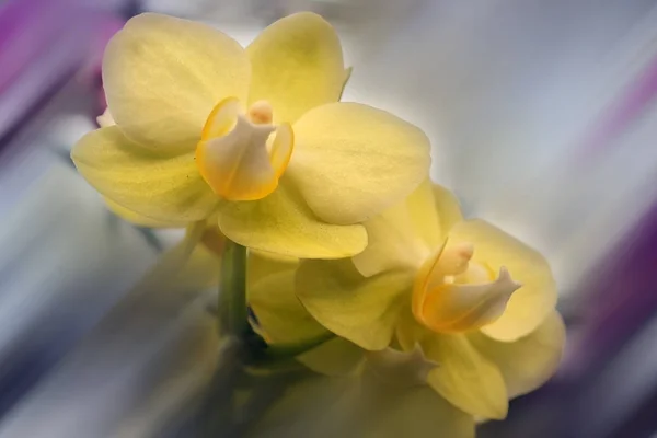 Charming Paraphalaenopsis Serpentilingua Orchid Soft Yellow Colour Art Background — Stock Photo, Image