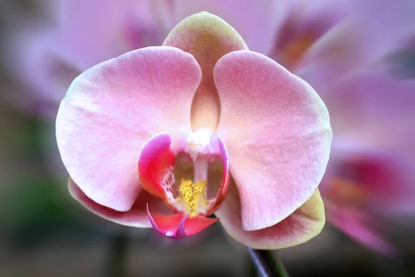 Belleza Las Orquídeas Del Cattleya Que Son Radiantes Que Crecen — Foto de Stock