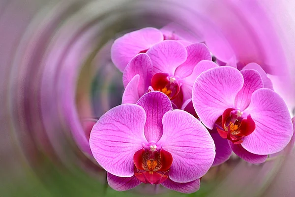 Cattleya orkidesinin çiçek açması ve mor bir karışım
