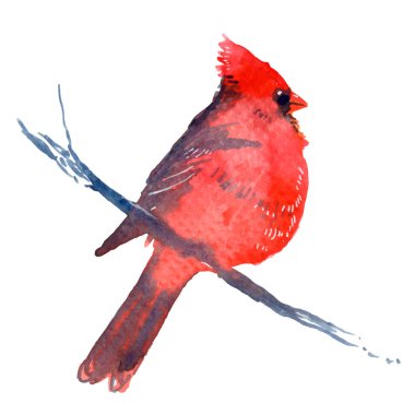 Cardinal bird sitting on branch clipart