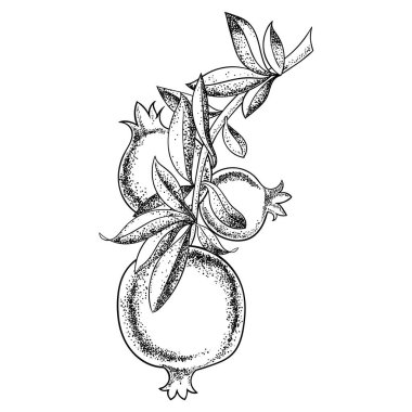 Vintage nar ağacı. Vektör çizim.