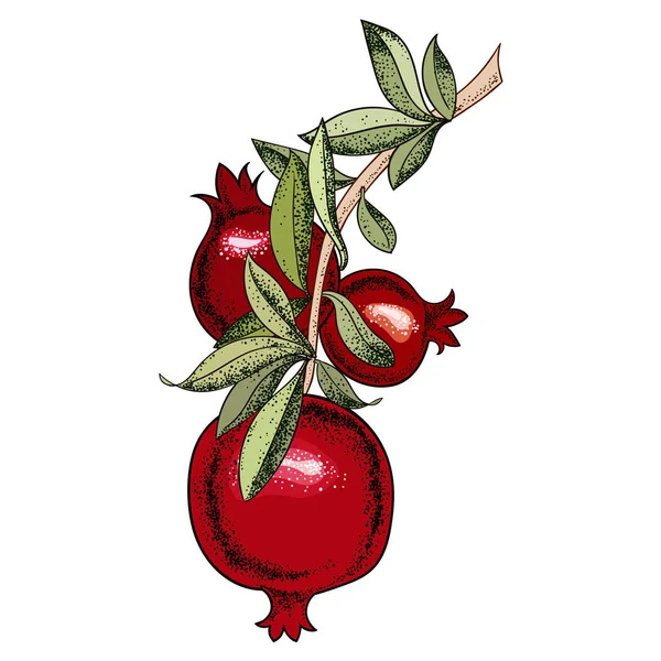 Vintage Pomegranate Tree Vector Illustration — Stock Vector