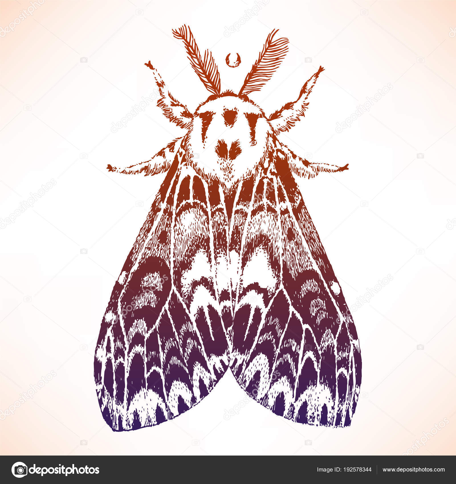 Hand Drawn Illustration Beautiful Moth Isolated Vector