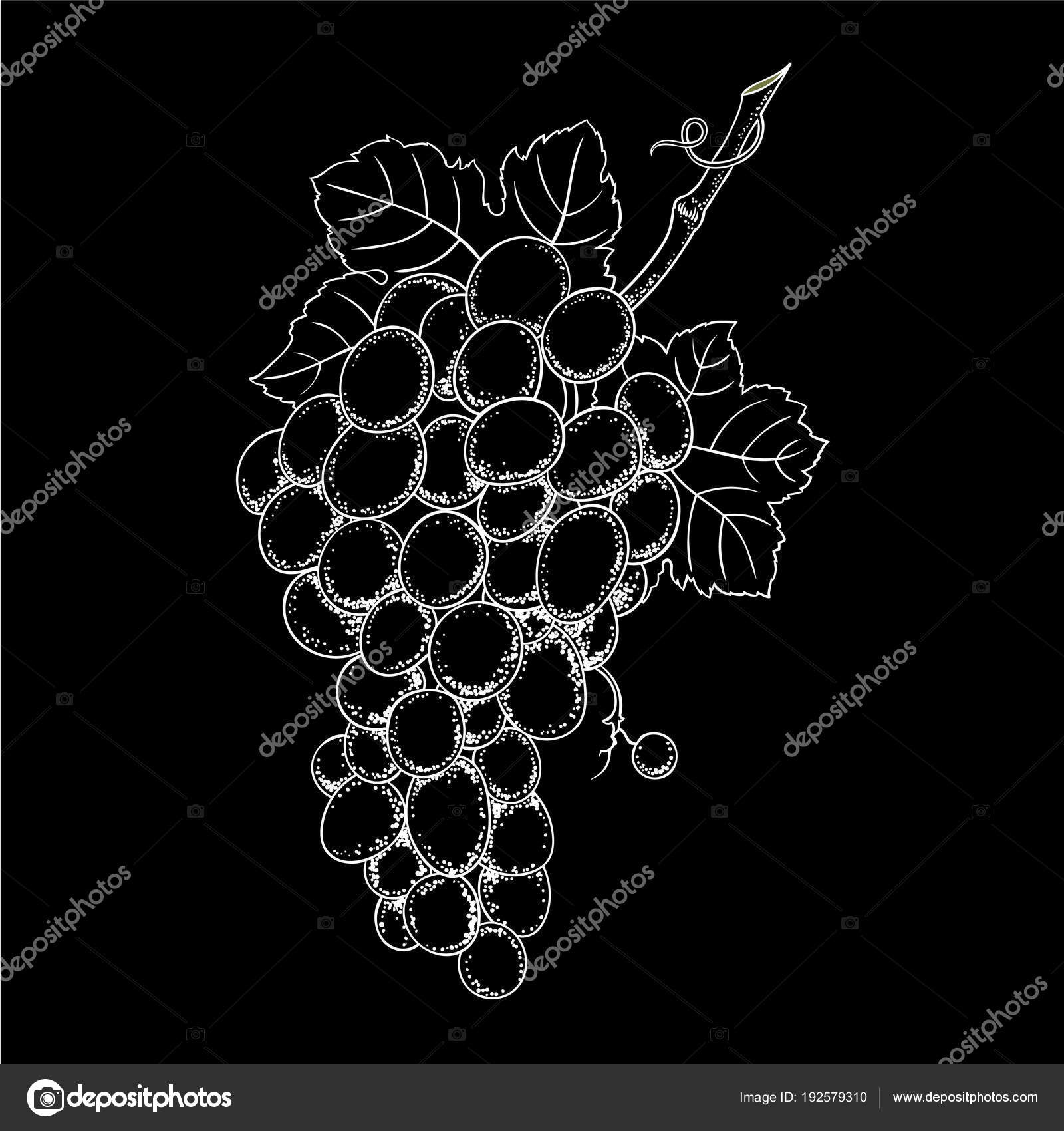 Vector Grape Branch Illustration Vintage Botanical Hand Drawn