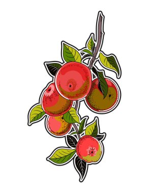 Vektör elma ağacı dalı çizim. Vintage botanik çizilmiş şekil ver. Elma ağacı.