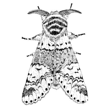 El çizimi güzel güve çekilmiş. Vektör illüstrasyon izole. Fantezi, büyü, dövme sanat, yazdırır.