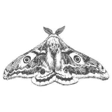 El çizimi güzel güve çekilmiş. Vektör illüstrasyon izole. Fantezi, büyü, dövme sanat, yazdırır.