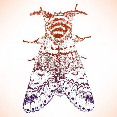 El çizimi güzel güve çekilmiş. Vektör illüstrasyon izole. Fantezi, büyü, dövme sanat, yazdırır.