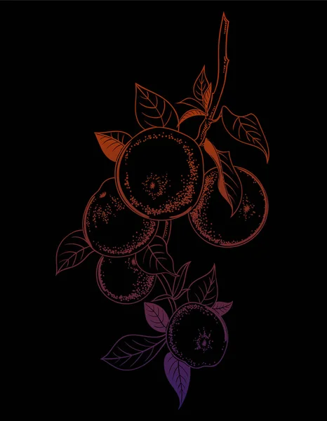 ベクトル アップル ツリー ブランチの図 ヴィンテージ植物は手描き下ろしイラストです リンゴの木 — ストックベクタ
