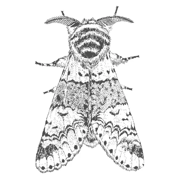 手には 美しい蛾のイラストが描かれました ベクトル図を分離しました ファンタジー オカルト タトゥー アート印刷 — ストックベクタ