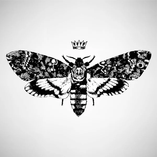 Hand Getekende Illustratie Van Prachtige Vlinder Geïsoleerde Vectorillustratie Fantasie Occultisme — Stockvector