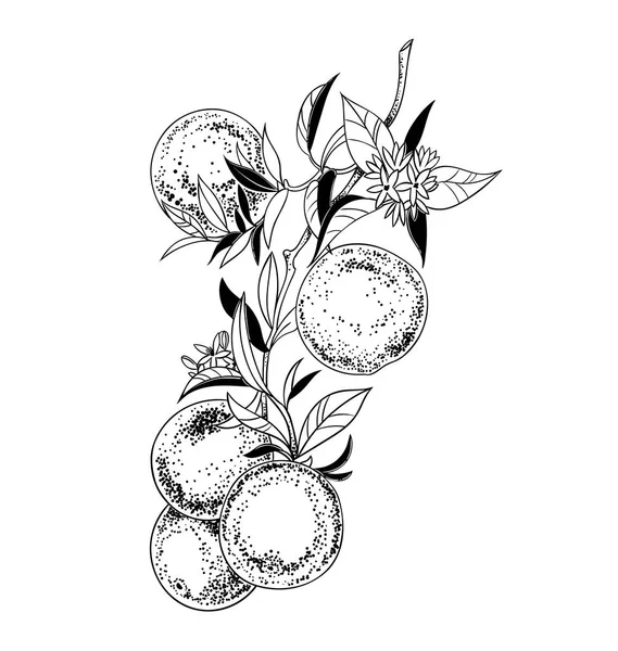 Ilustración Rama Naranja Vectorial Ilustración Botánica Vintage Dibujada Mano Naranjo — Vector de stock