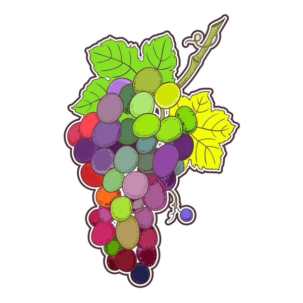 Иллюстрация Векторной Виноградной Ветви Винтажная Ботаническая Ручная Иллюстрация — стоковый вектор