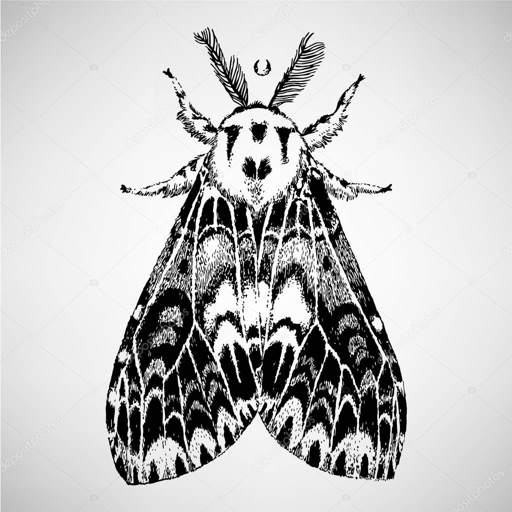 Hand drawn illustration of the beautiful moth. Isolated vector illustration. Fantasy, occultism, tattoo art, prints.