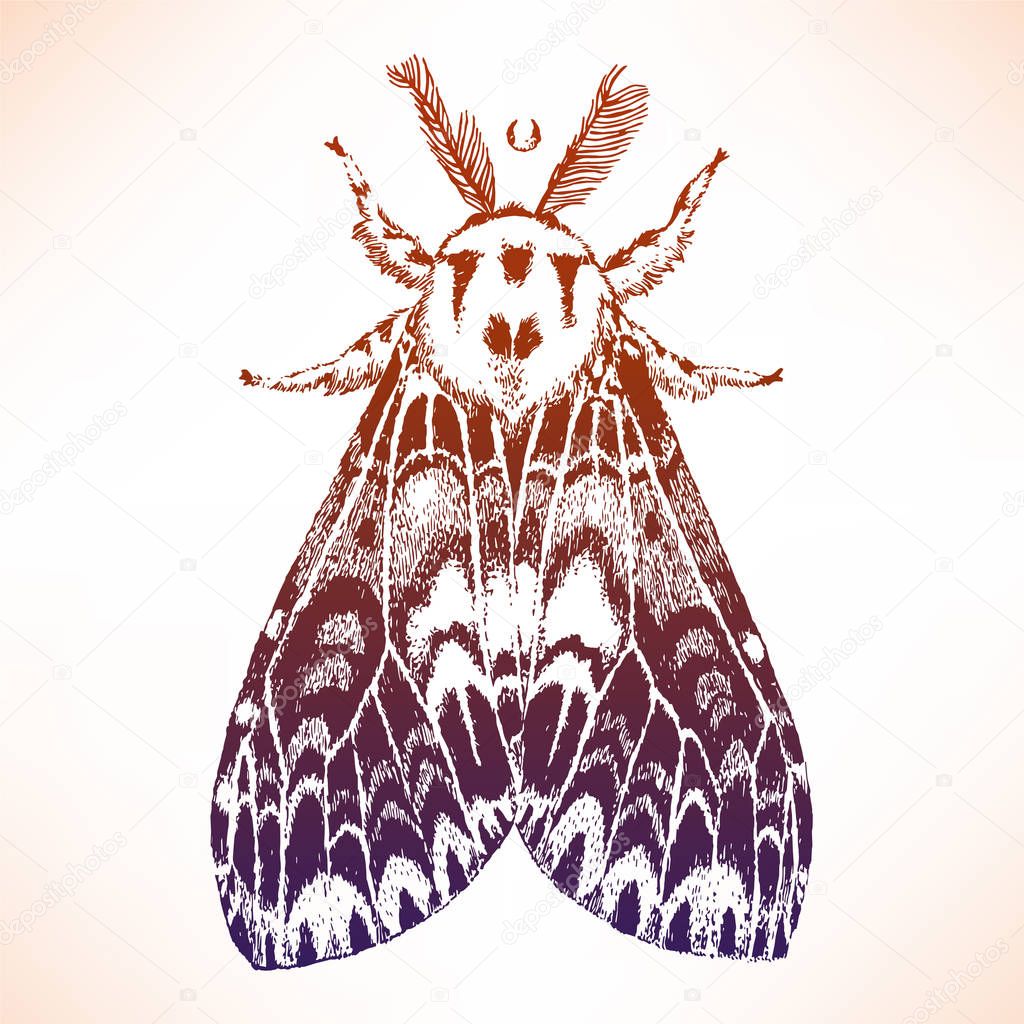 Hand drawn illustration of the beautiful moth. Isolated vector illustration. Fantasy, occultism, tattoo art, prints.