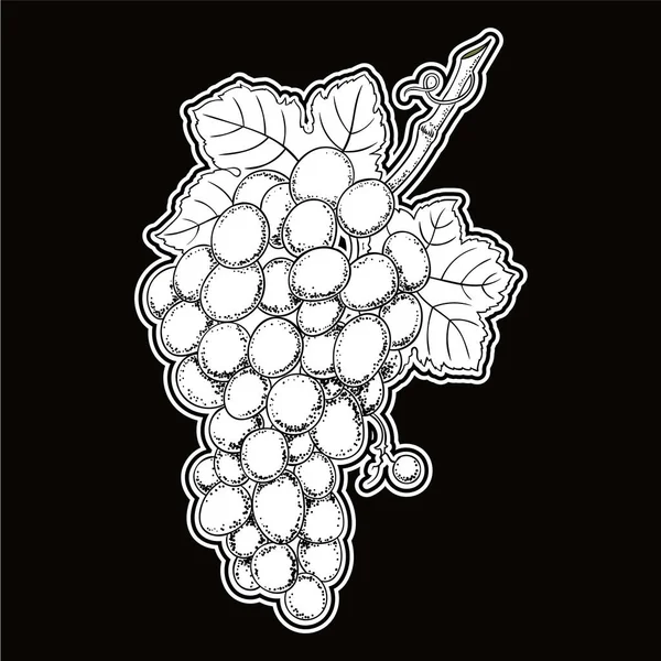 Векторні Ілюстрації Виноградної Гілки Урожай Ботанічної Руки Намальовані Ілюстрації — стоковий вектор