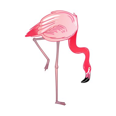 Güzel tropikal egzotik papağan kuş. Vektör çizimi.