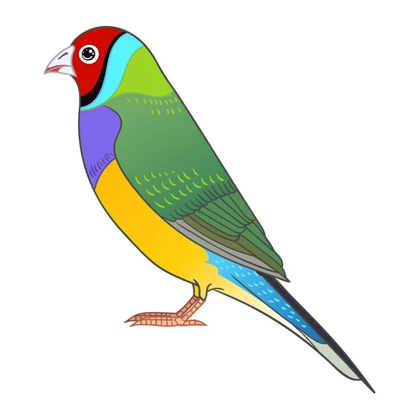 Beautiful Tropical Exotic Lady Gouldian Finch Vector Illustration — Stock Photo, Image