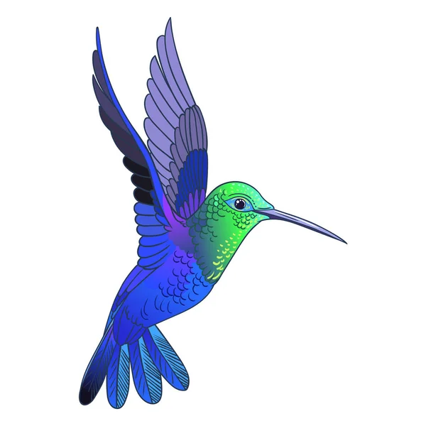 Wunderschöner Tropischer Exotischer Kolibri Vektorillustration — Stockfoto