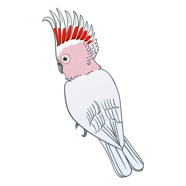 Nádherná Tropická Exotická Papouška Vektorová Ilustrace — Stock fotografie