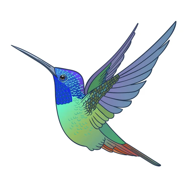 Beautiful Tropical Exotic Hummingbird Bird Vector Illustration — Stock Photo, Image