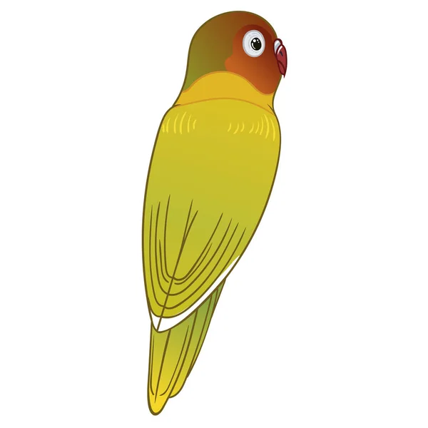 Beautiful Tropical Exotic Lovebird Vector Illustration — Stock Photo, Image