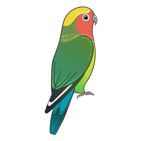 Beautiful Tropical Exotic Lovebird Vector Illustration — Stock Photo, Image