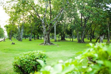 Yeşil Bahçe park yaz sabahı - stok görüntü ağacında ile
