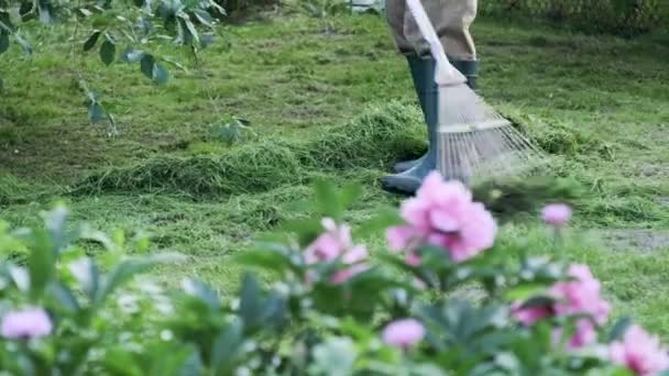 Садівник Прибирає Зелений Газон Грабує Граблі Щойно Вирубаної Трави Саду — стокове відео