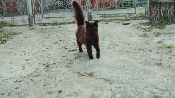 Gran Gato Negro Esponjoso Camina Por Calle Mira Cámara Dice — Vídeos de Stock