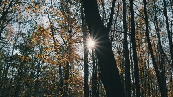 Sol Skiner Genom Trädgrenar Höstskogen — Stockfoto