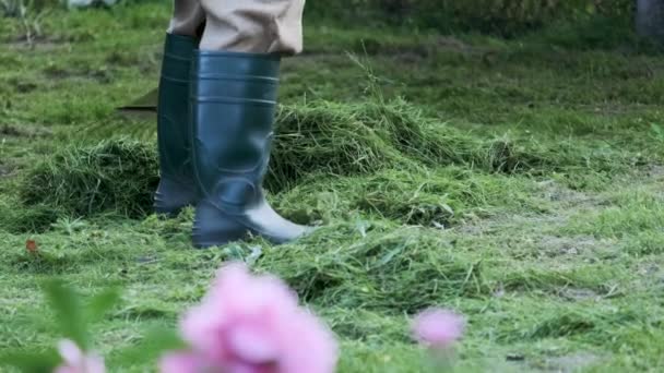 Jardineiro Limpeza Gramado Verde Rake Ancinho Grama Recém Cortada Jardim — Vídeo de Stock