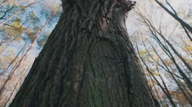 Parlak yeşil yapraklı meşe ağacı