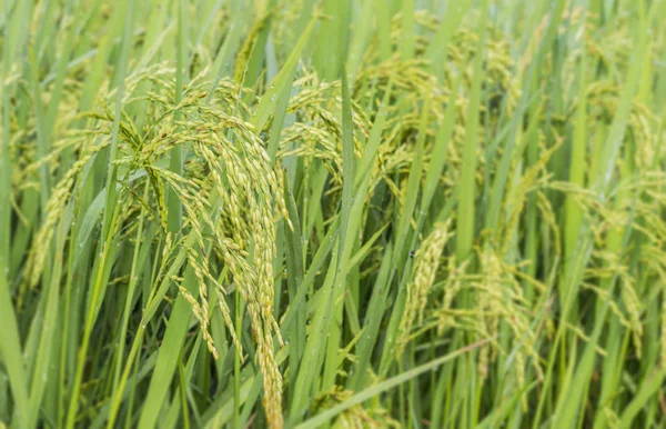 Grüne Reisfelder in Thailand. — Stockfoto