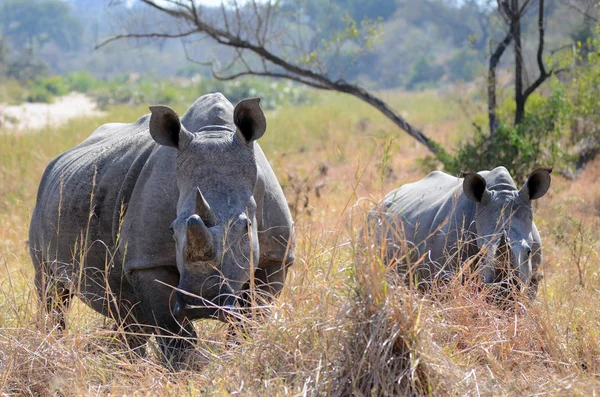 Des Rhinocéros Broutent Dans Parc National Kruger Afrique Sud — Photo