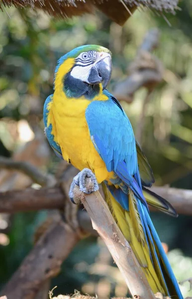 Niebiesko Złota Macaw Jest Gościem Umgeni Bird Park Durbanie Republika — Zdjęcie stockowe